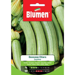 Semi zucchino genovese chiaro Blumen sementi orto