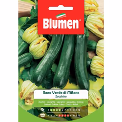 Zucchino Nano Verde di Milano: Pianta a ciclo medio-precoce, a cespuglio. Foglie palmate. Frutti cilindrici, lunghi 18/21 cm, ...
