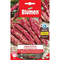 Semi fagioli borlotti nani lingua di fuoco Blumen sementi orto