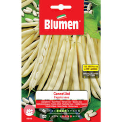 Semi di fagioli cannellini nani Blumen