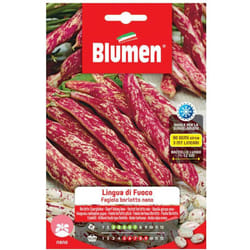 Semi fagioli borlotti nani lingua di fuoco Blumen