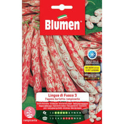 Semi fagioli borlotti rampicanti lingua di fuoco 3 Blumen