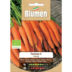 Semi carota nantese 2 bio Blumen