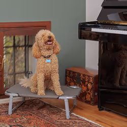 Ferplast Dream Hammock pet bed