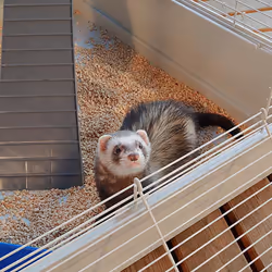 Ferplast Furet Power Furetto Beige - Vista aggiuntiva 8