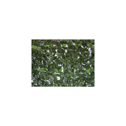 Brixo Siepe Evergreen Lauro 1,5X20Mt