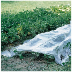 Telo forzatura trasparente 2x10m