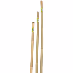Canna bamboo piena alta 150 cm, diametro compreso tra 22-24 mm. Caratteristiche del prodotto Numero di pezzi 1 Colore Natural ...