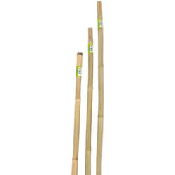 Canna bamboo piena h180cm