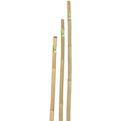 Canna bamboo piena h240cm
