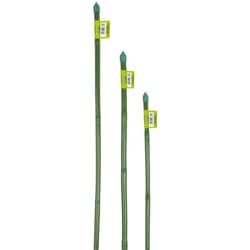 Canna bamboo plastificata 150hcm