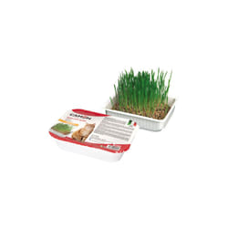 Erba gatto Camon c/semi orzo gatti display