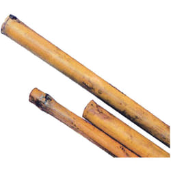 Canna bamboo - mm.24/26 h.240