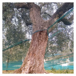 La raccolta delle olive è un aspetto fondamentale per chi produce olio extra vergine di oliva. Dal preciso momento in cui rac ...