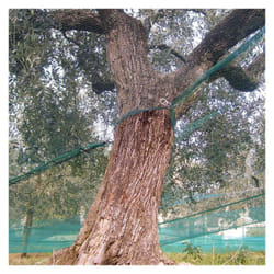 Rete per olive rinforzata e occhiellata tessuto antispina telo con apertura verde 85 gr/mq - 12x12 mt