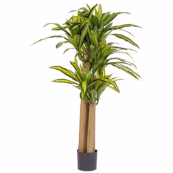 La "Dracaena" è una pianta artificiale di alta qualità, progettata per replicare l'aspetto naturale di una vera Dracaena. È d ...