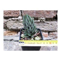 Haworthia reinwardtii caespitosa 6 cm, cactus, pianta grassa