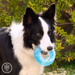Se sei alla ricerca di novità alla moda sul mercato, ti presentiamo Giocattolo da Mordere Congelabile per Animali Domestici 2 ...