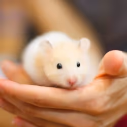 Beaphar Care+ Hamster Granelli 700 g Criceto