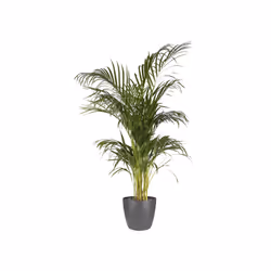 elho Coprivaso 14 cm antracite