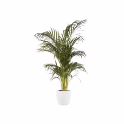 elho Coprivaso 18 cm bianco - Vista aggiuntiva 5