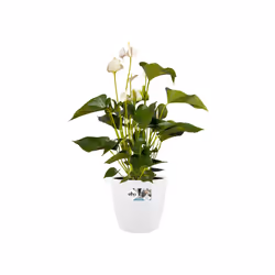elho brussels round 30cm Interno Vaso a cubo Libera installazione Polipropilene (PP) Bianco - Vista aggiuntiva 4