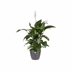 elho brussels round 30cm Interno Vaso a cubo Libera installazione Polipropilene (PP) Antracite - Vista aggiuntiva 4