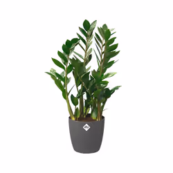 elho brussels round wheels 35cm Interno Vaso a cubo Libera installazione Polipropilene (PP) Antracite - Vista aggiuntiva 4