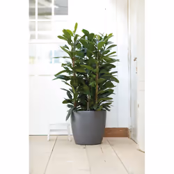elho brussels round wheels 40cm Interno Vaso a cubo Libera installazione Polipropilene (PP) Antracite - Vista aggiuntiva 6