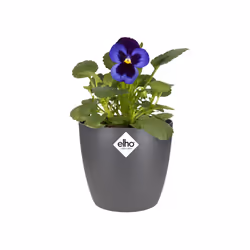 elho brussels round mini 10,5cm Interno Vaso a cubo Libera installazione Polipropilene (PP) Antracite
