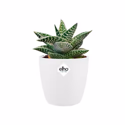elho brussels round mini 12,5cm Interno Vaso a cubo Libera installazione Polipropilene (PP) Bianco