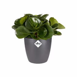 elho brussels round mini 12,5cm Interno Vaso a cubo Libera installazione Polipropilene (PP) Antracite