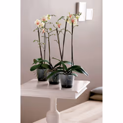 elho Coprivaso per orchidea 12,5 cm trasparente