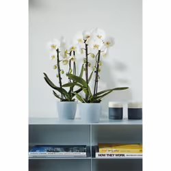 elho Coprivaso per orchidea 12,5 cm trasparente