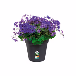 elho 8711904106782 fioriera Interno/esterno Plastica Nero
