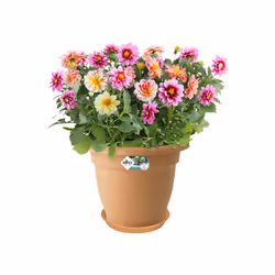 elho 8711904107291 accessorio per vaso Sottovaso