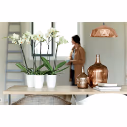 elho brussels diamond orchid high 12.5cm Interno Vaso a cubo Libera installazione Polipropilene (PP) Bianco