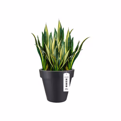 elho pure round 40 Interno/esterno Vaso a cubo Libera installazione Polietilene a bassa densità lineare (LLDPE) Antracite - Vista aggiuntiva 4
