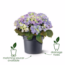 elho 8711904138790 vaso da fiori Marrone Plastica - Vista aggiuntiva 7