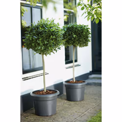 elho 8711904138820 vaso da fiori Nero Plastica - Vista aggiuntiva 4