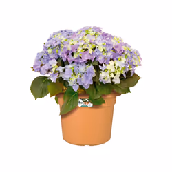 elho 8711904138851 vaso da fiori Marrone Plastica