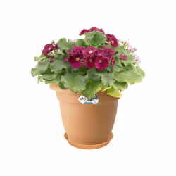 elho 8711904141912 accessorio per vaso Sottovaso