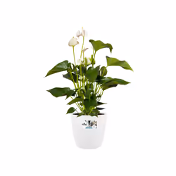 elho 8711904142322 vaso da fiori Bianco Plastica