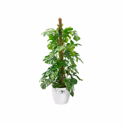elho 8711904142322 vaso da fiori Bianco Plastica - Vista aggiuntiva 4