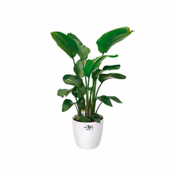 elho 8711904142322 vaso da fiori Bianco Plastica - Vista aggiuntiva 5