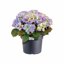elho green basics cilinder 65cm Esterno Vaso a cubo Libera installazione Polipropilene (PP) Nero