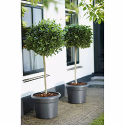 elho green basics cilinder 65cm Esterno Vaso a cubo Libera installazione Polipropilene (PP) Nero - Vista aggiuntiva 4