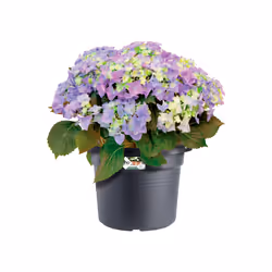 elho 8711904149239 vaso da fiori Nero Plastica
