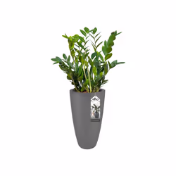 elho pure soft round high 30 Interno/esterno Vaso a cubo Libera installazione Polietilene a bassa densità lineare (LLDPE) Antracite