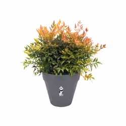 elho loft urban round 40 Esterno Vaso a cubo Libera installazione Polipropilene (PP) Antracite